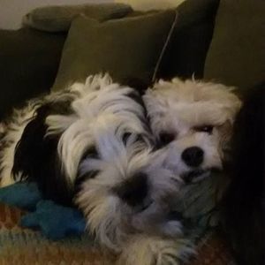 Meet your Posher, Sharyl